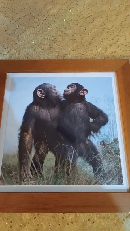 Obrázky v rámu 3ks se zvířaty - 2