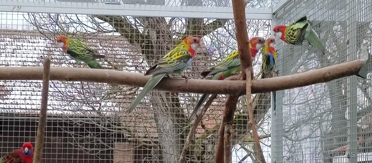 Rosela pestrá 1.4 - 2