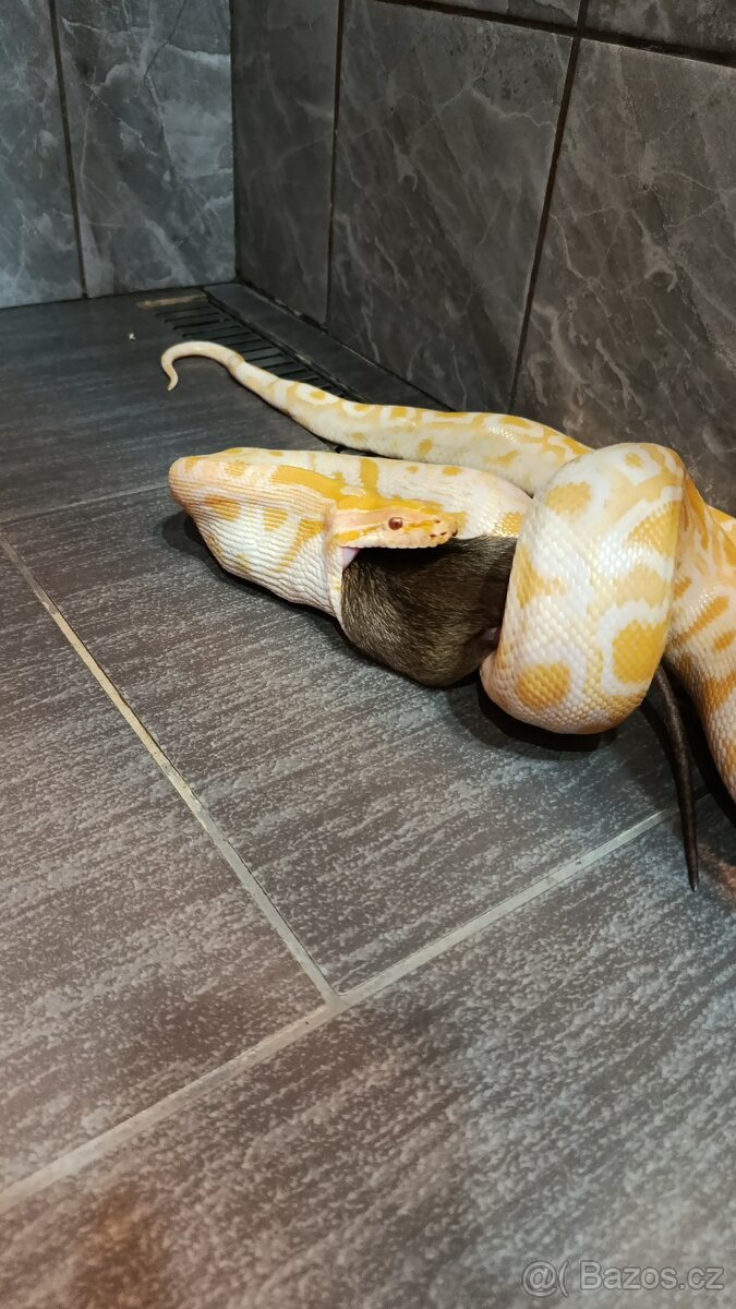 Krajta Tmavá - 2