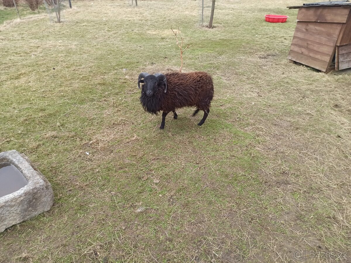 Ouessanský beránek - 2