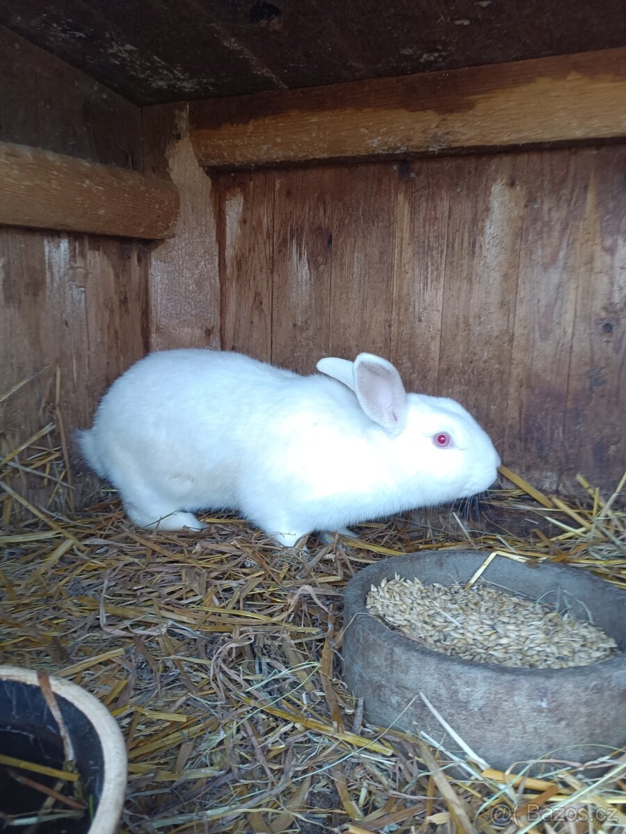 Samice králíků - 2