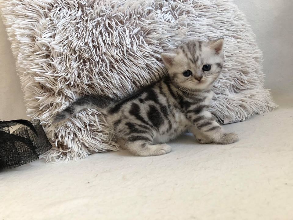 Britská koťátka s PP - 2