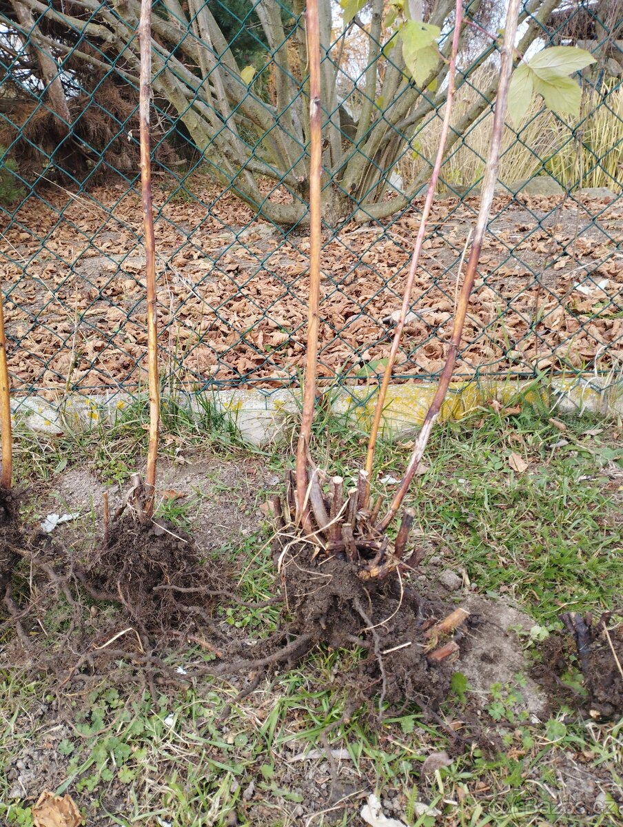 Vzrostlé sazenice maliníku Polka - 2