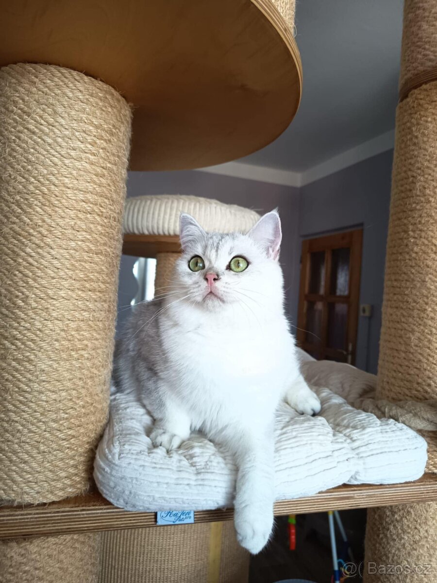 Kocourek - britská shaded s PP - 2