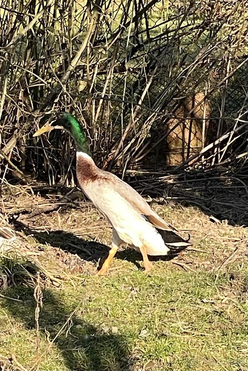 Indický běžec - kačeři - 2