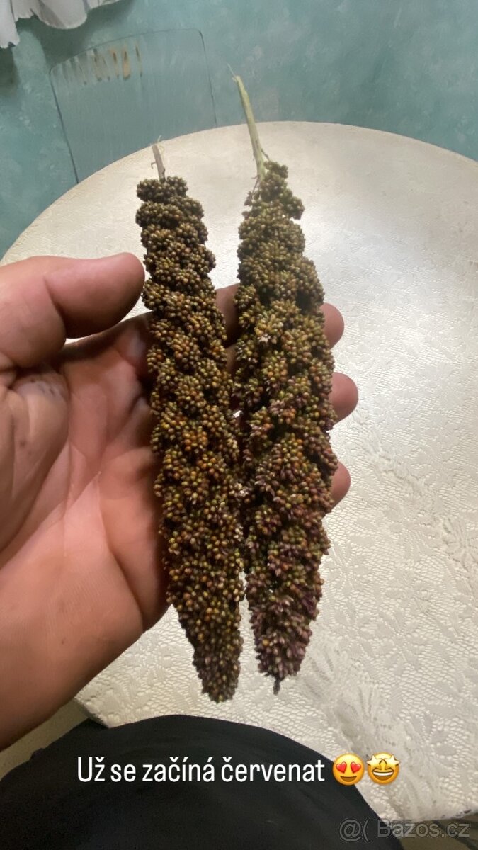 Proso senegalské z naší farmy - 2