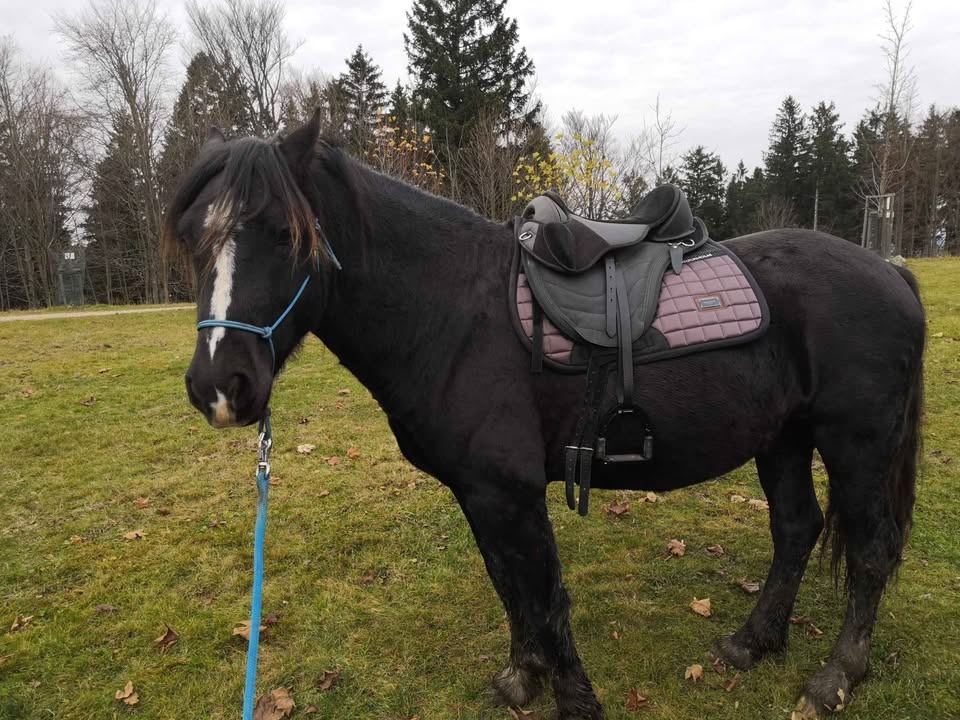 Bezkostrové sedlo Barefoot Just Adjust - 2