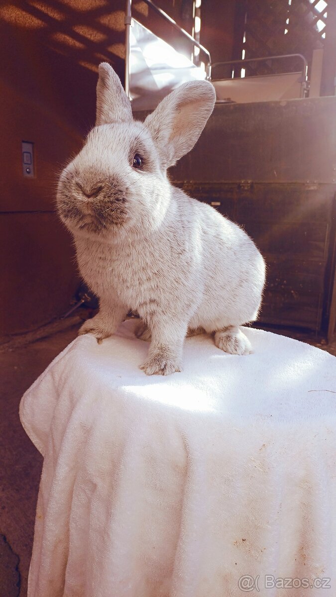 Králík Velký světlý stříbřitý-staří 6 měsíců - 2