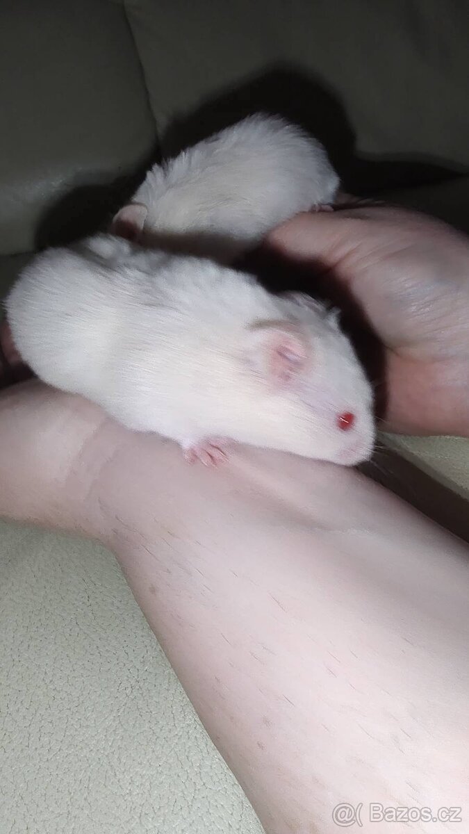 Křeček Syrský - 2