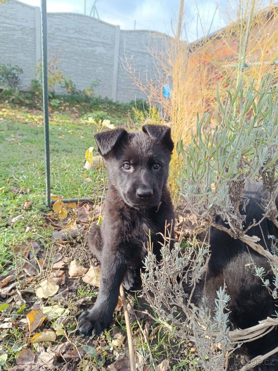 Německý ovčák - 2