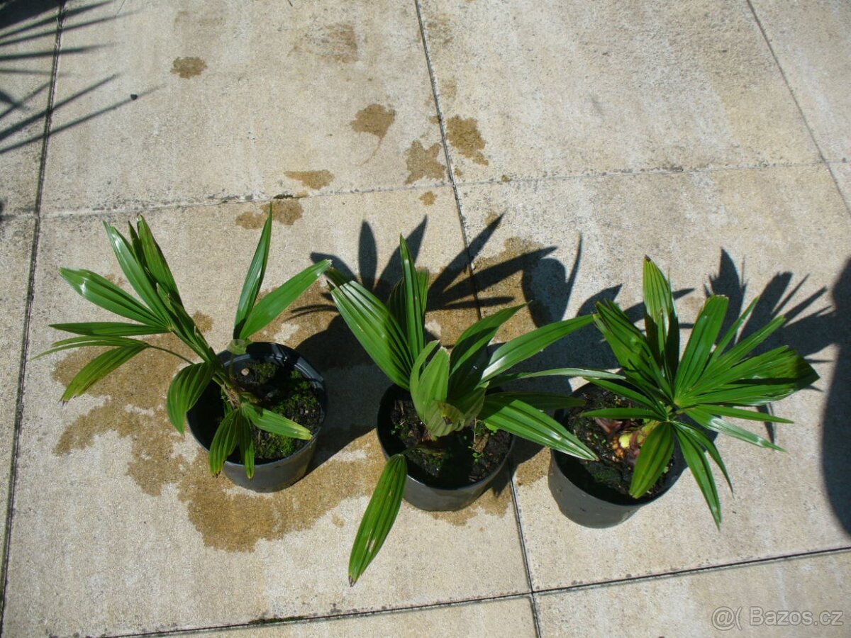 Palma konopná 25cm - 2