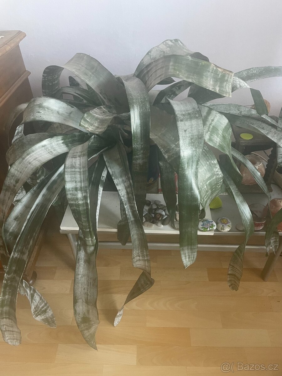 pokojová kytka Aechmea - 2