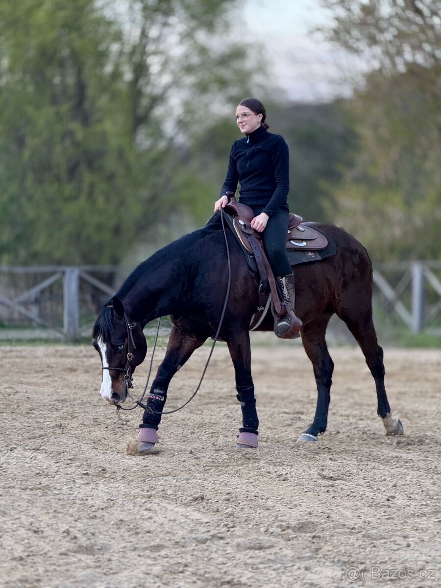 Quarter Horse reiningovy valach 6let - 2