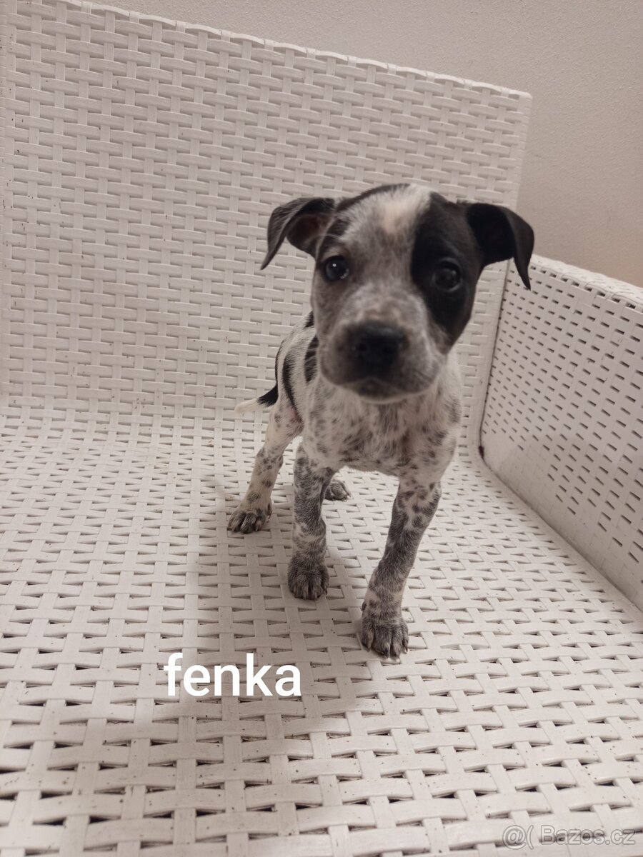 Americký stafordšírský teriér bez pp - 2