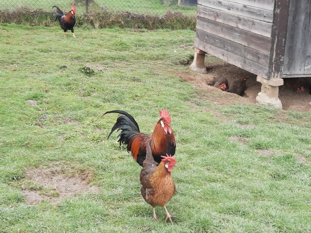 Kuřátka vlaška koroptví - 2