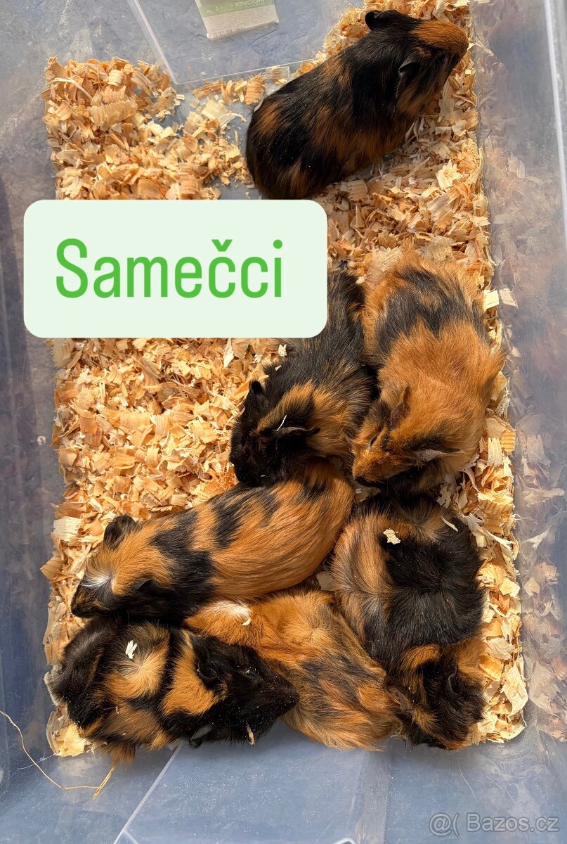 Mláďata morčatek - 2