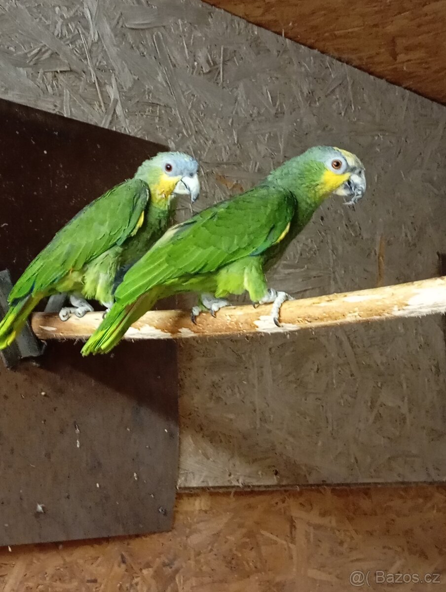 Amazoňan oranžovokřídlý, - 2