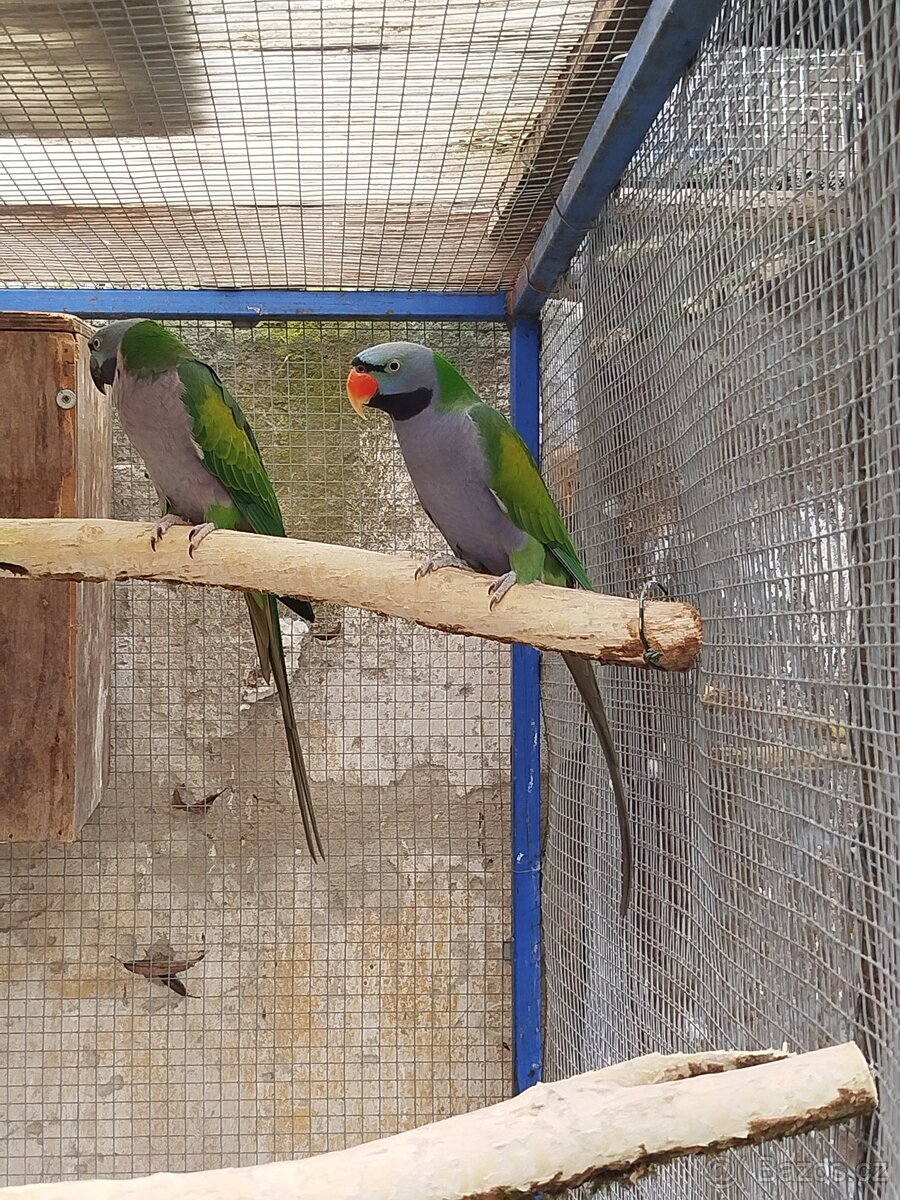 Alexandr čínský - 2