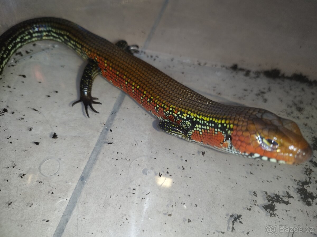 Scink ohnivý - 2