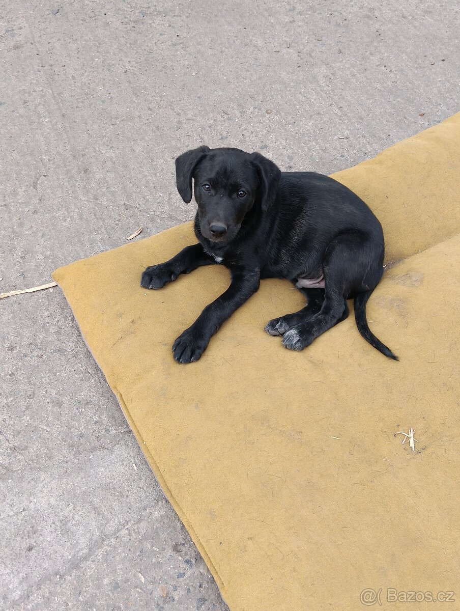Štěňátka - 2