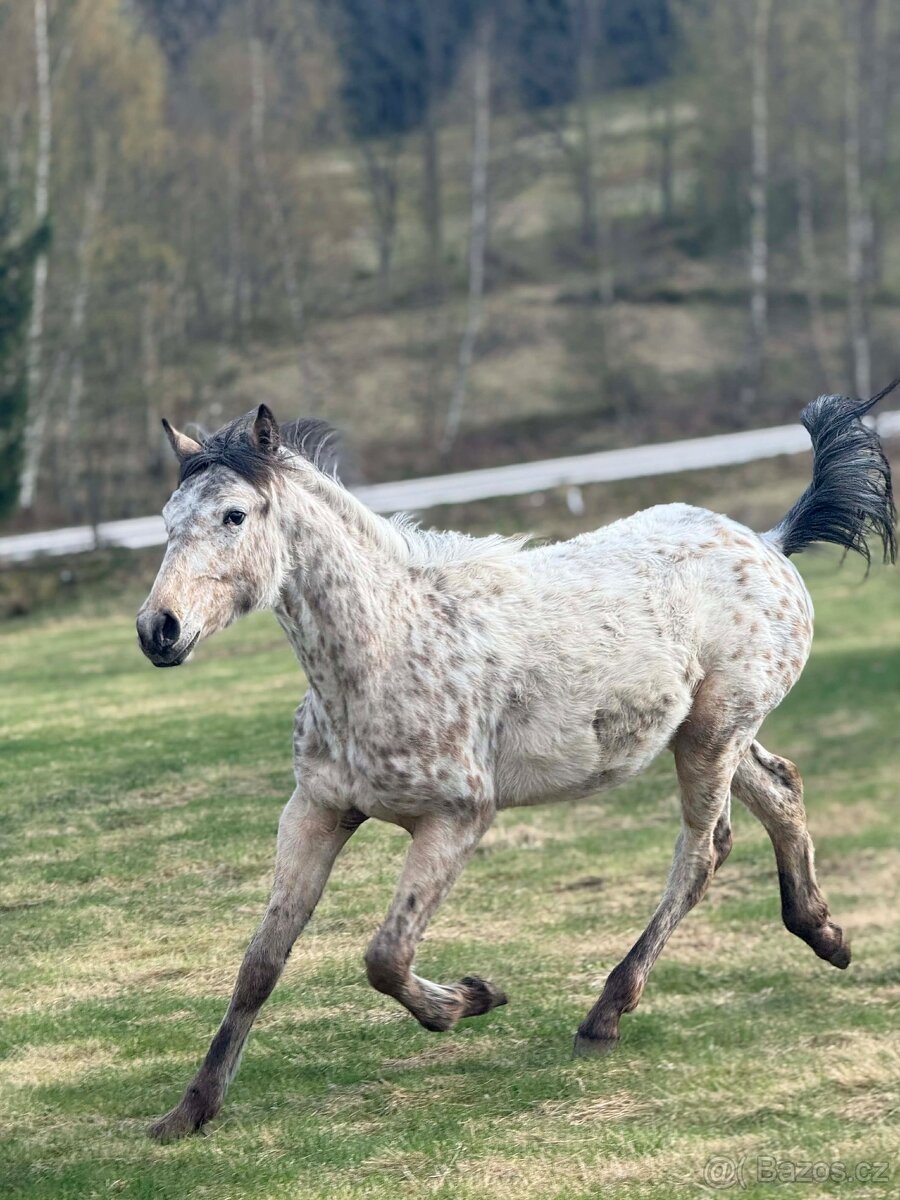 Appaloosa klisna 1 rok - 2