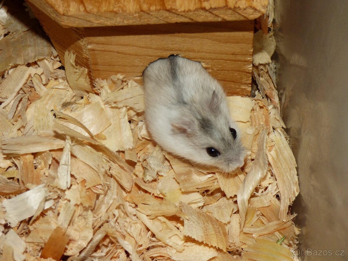 Křečík džungarský - 2