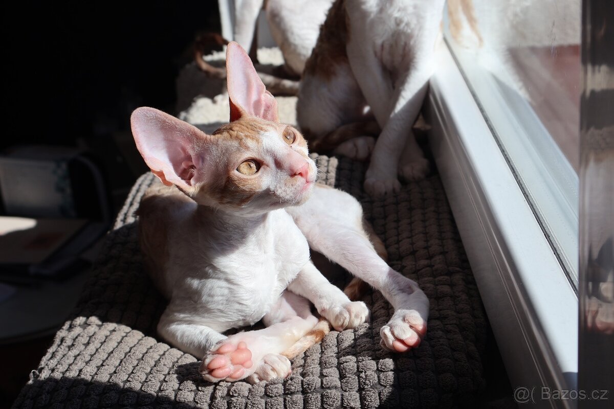 Kočička Cornish rex s PP - 2