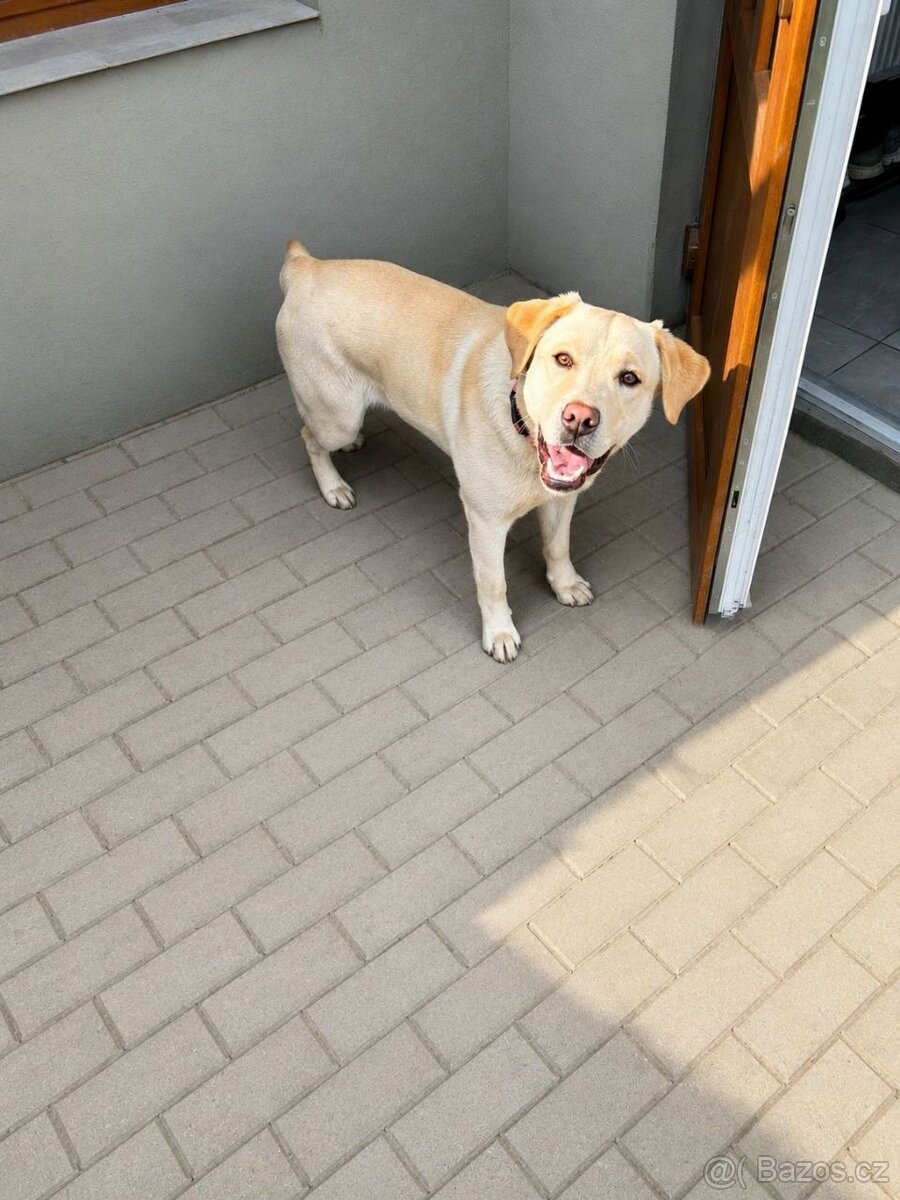 Labradorský retrívr - 2