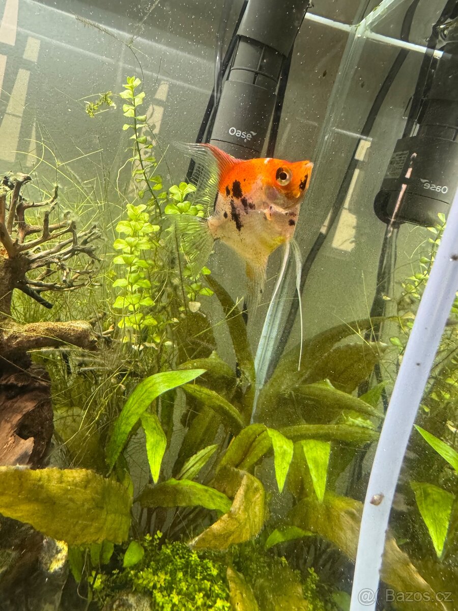 Skalár Koi Full Orange - 2