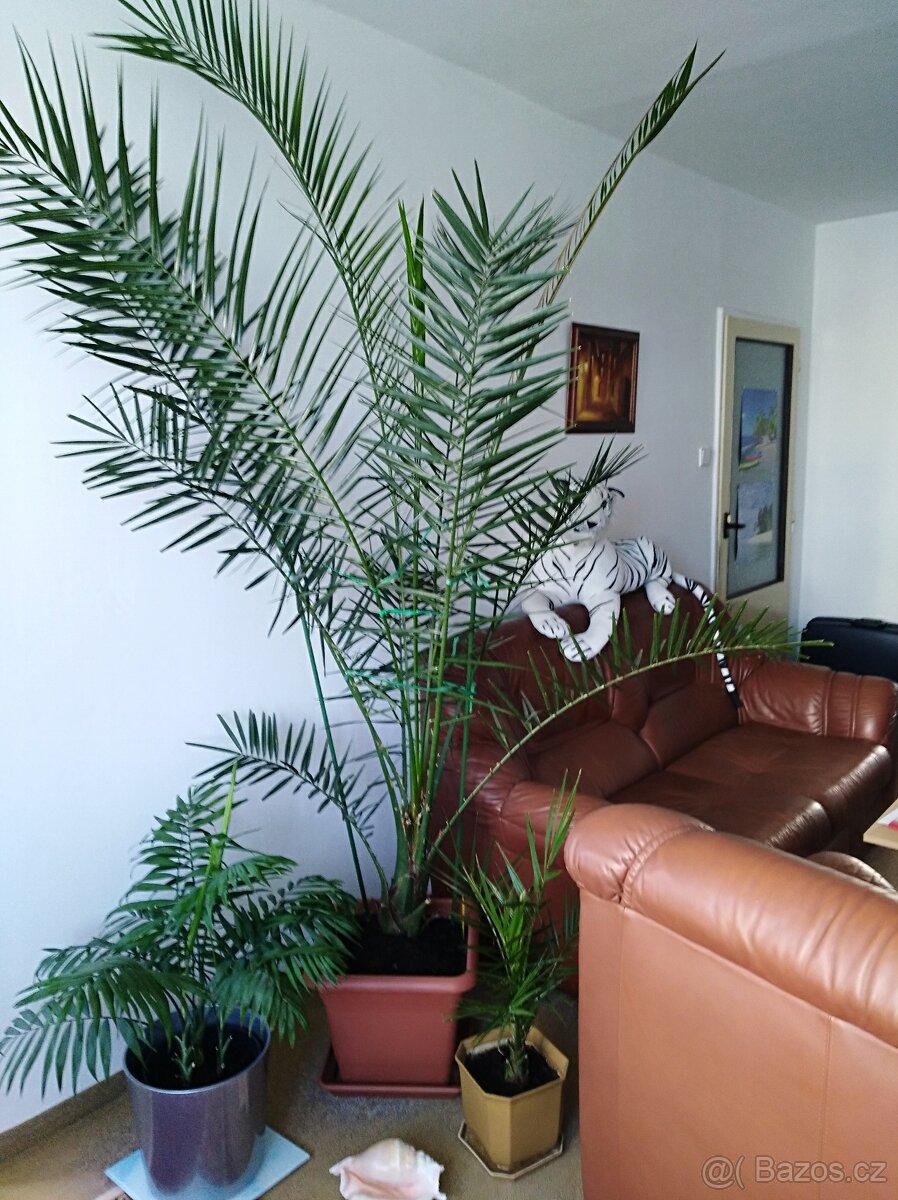 PALMA KANÁRSKÁ- PHOENIX CANARIENSIS - 2
