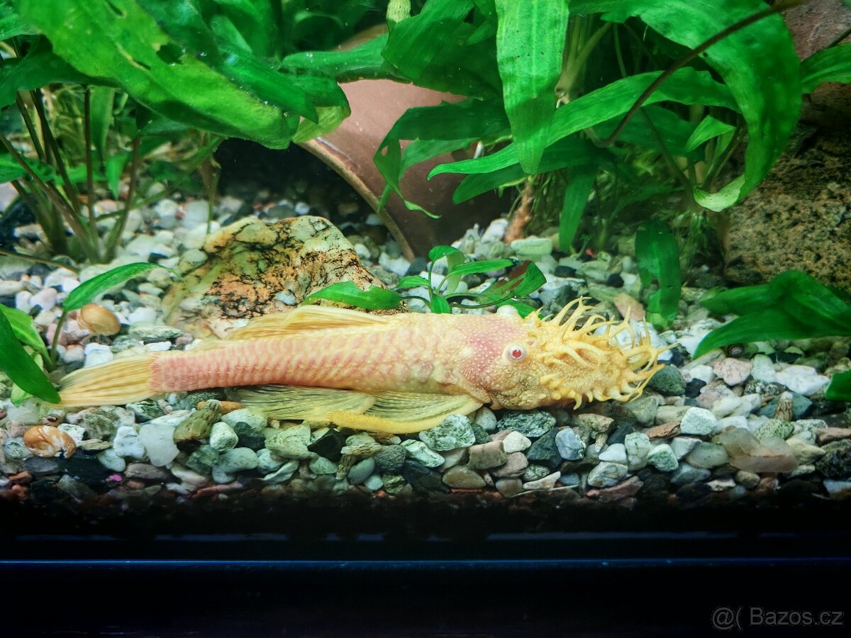 ANCISTRUS ZLATÝ - 2