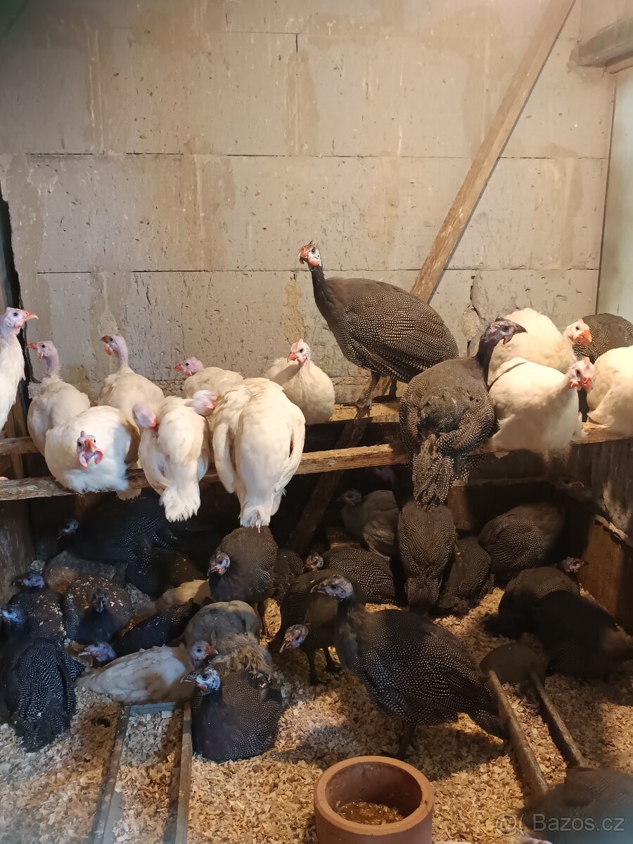 Perličky bílé a divoké s úplným perlením - 2