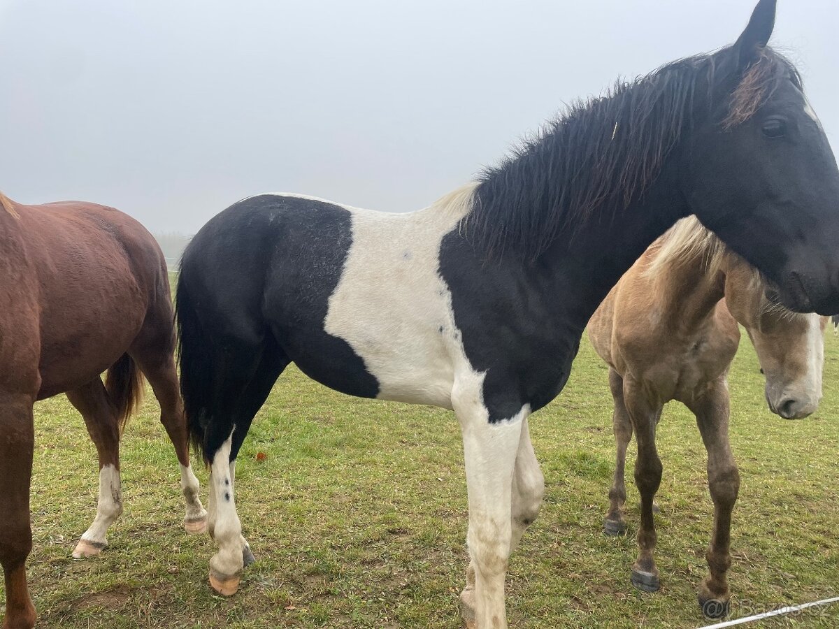 Hřebeček barokní pinto - 2