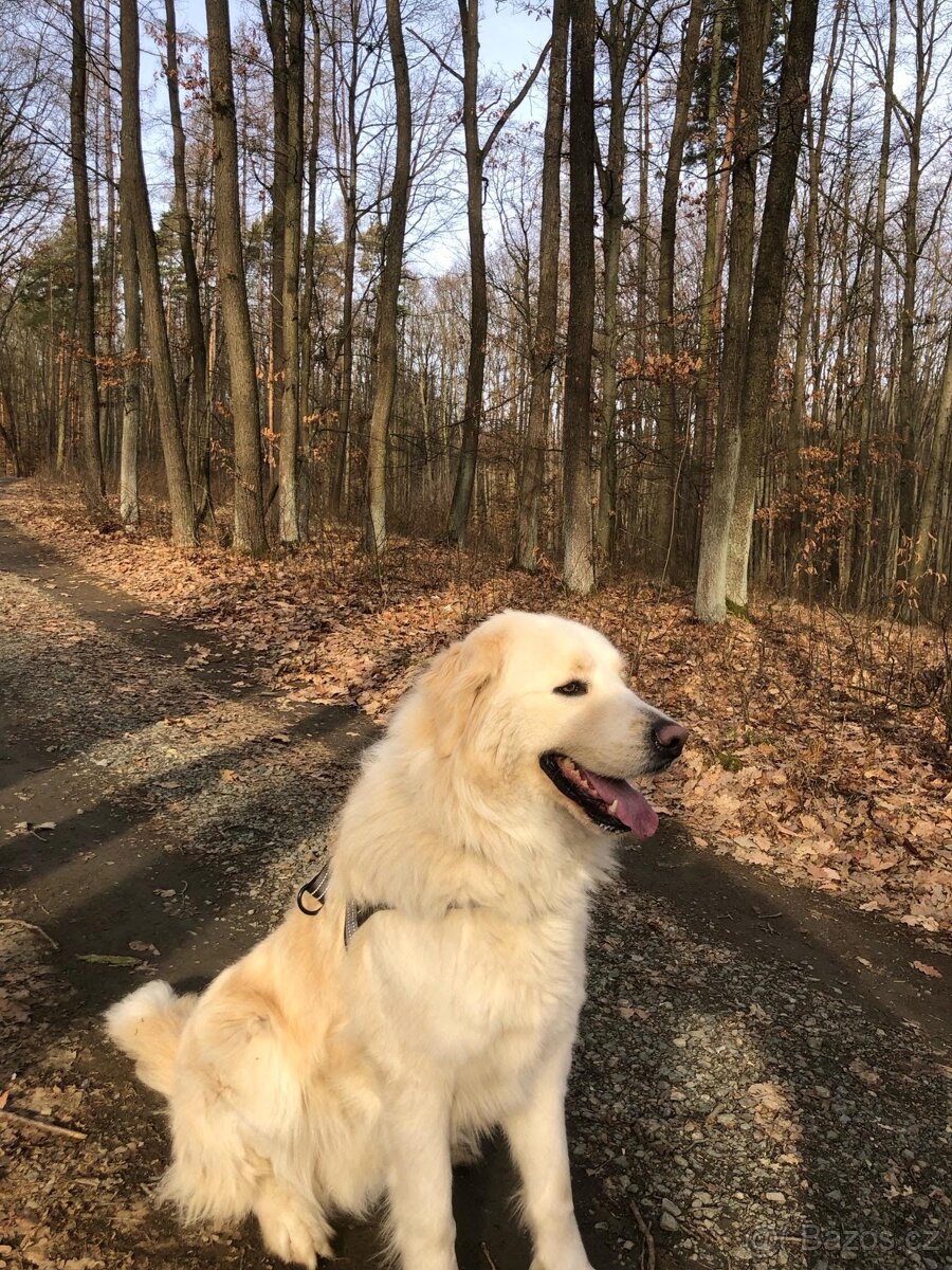 Slovenský čuvač - 2