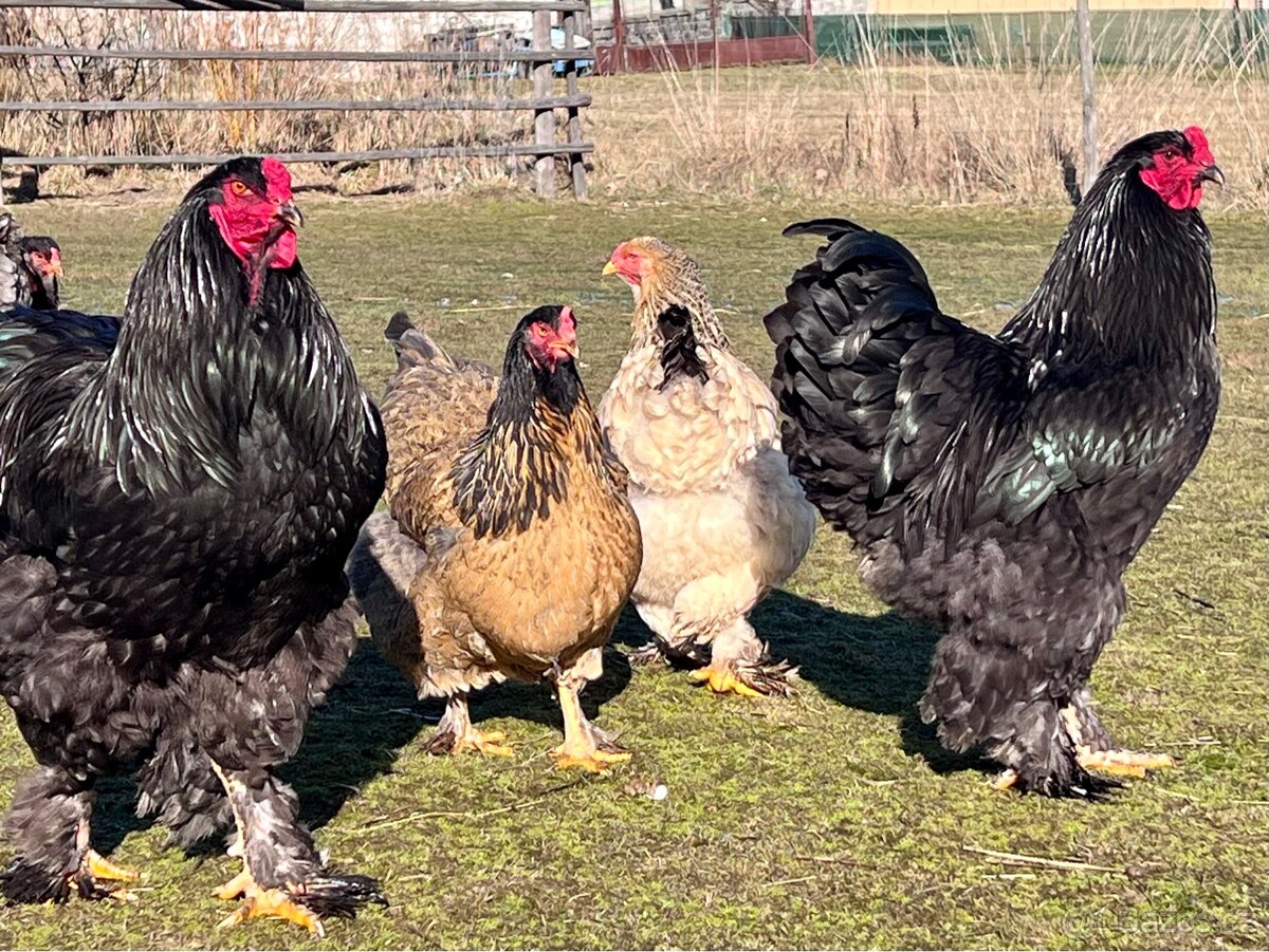 Brahmanka velka kmen 1+3 - 2