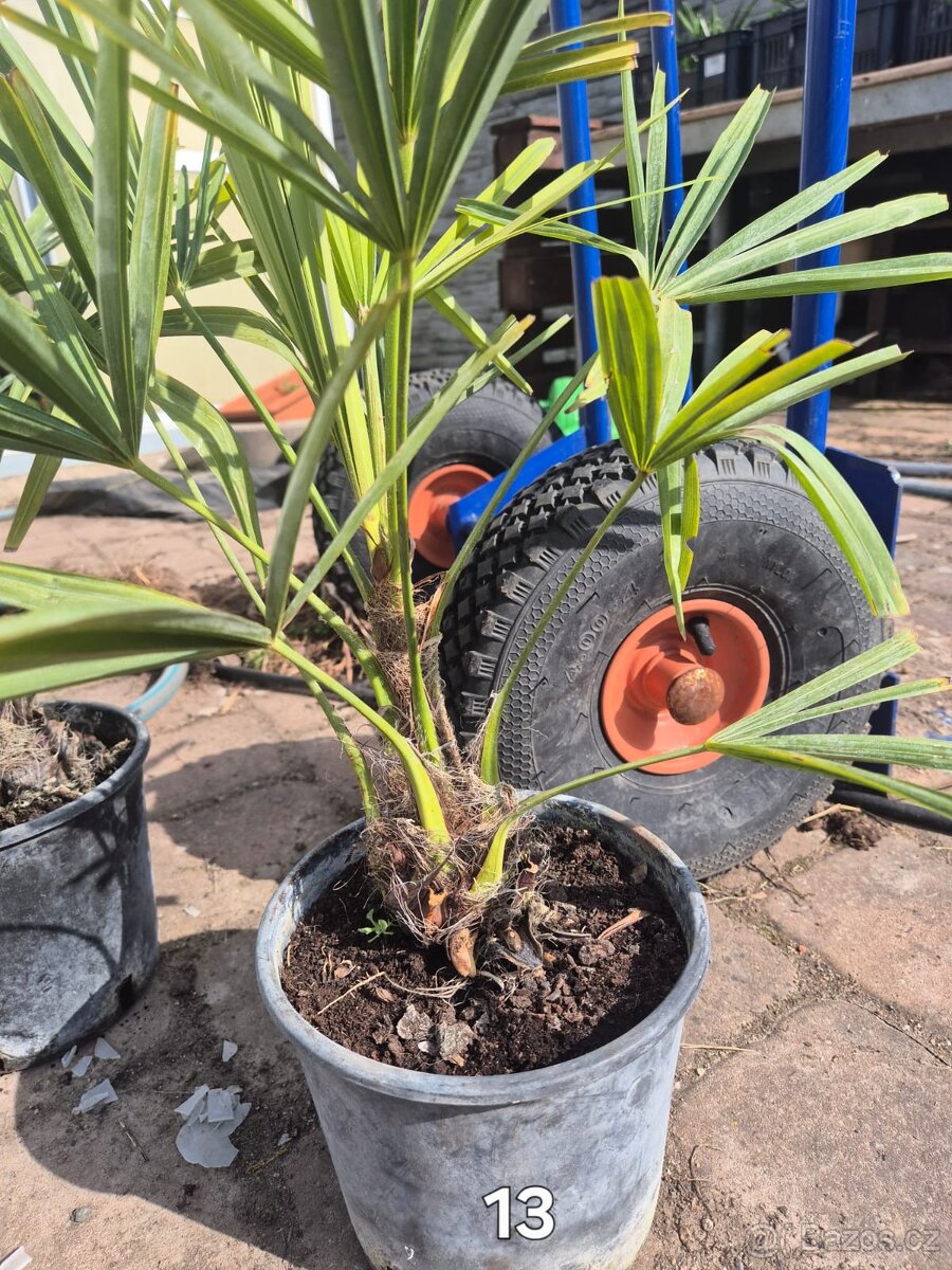 Trachycarpus fortunei Bulgaria - 2