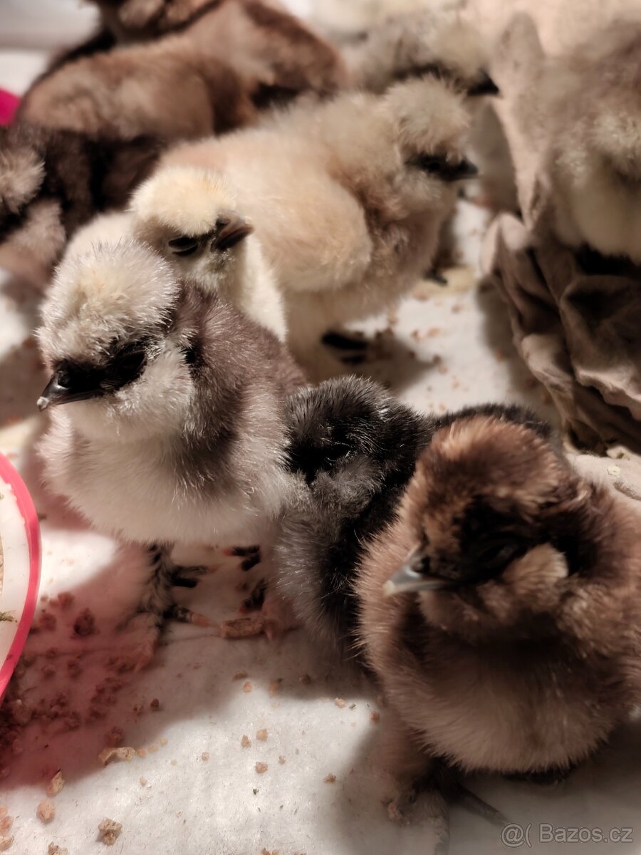 Hedvábnička USA - 2