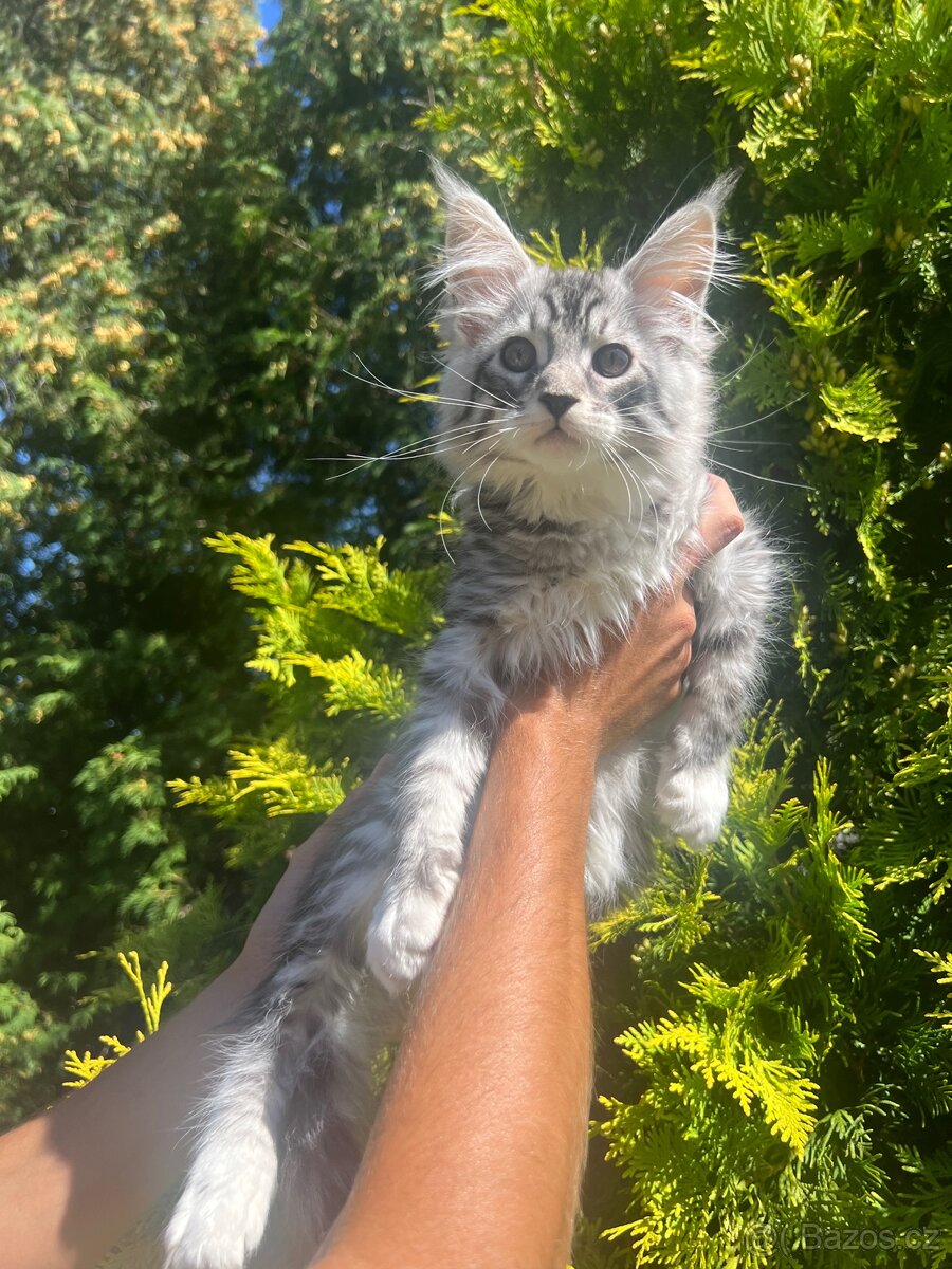 Mainská mývalí - 2