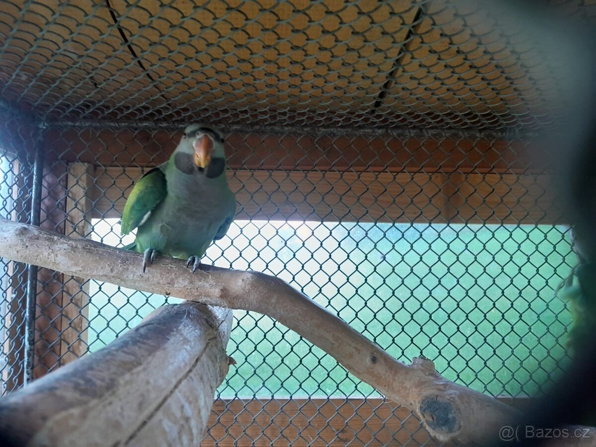 ALEXANDR ČÍNSKÝ - 2