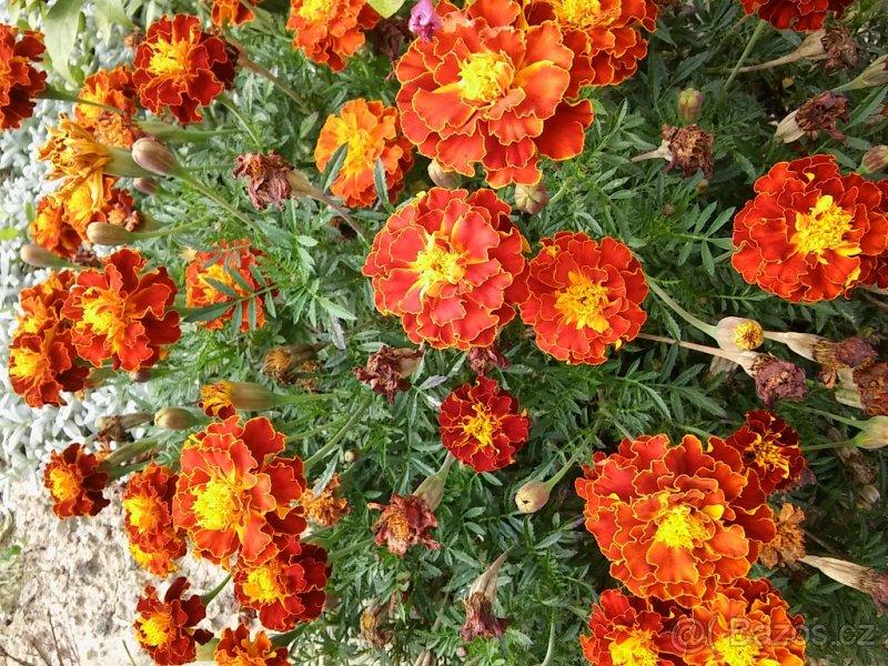 Afrikán (aksamitník) - rostliny, semínka - 2