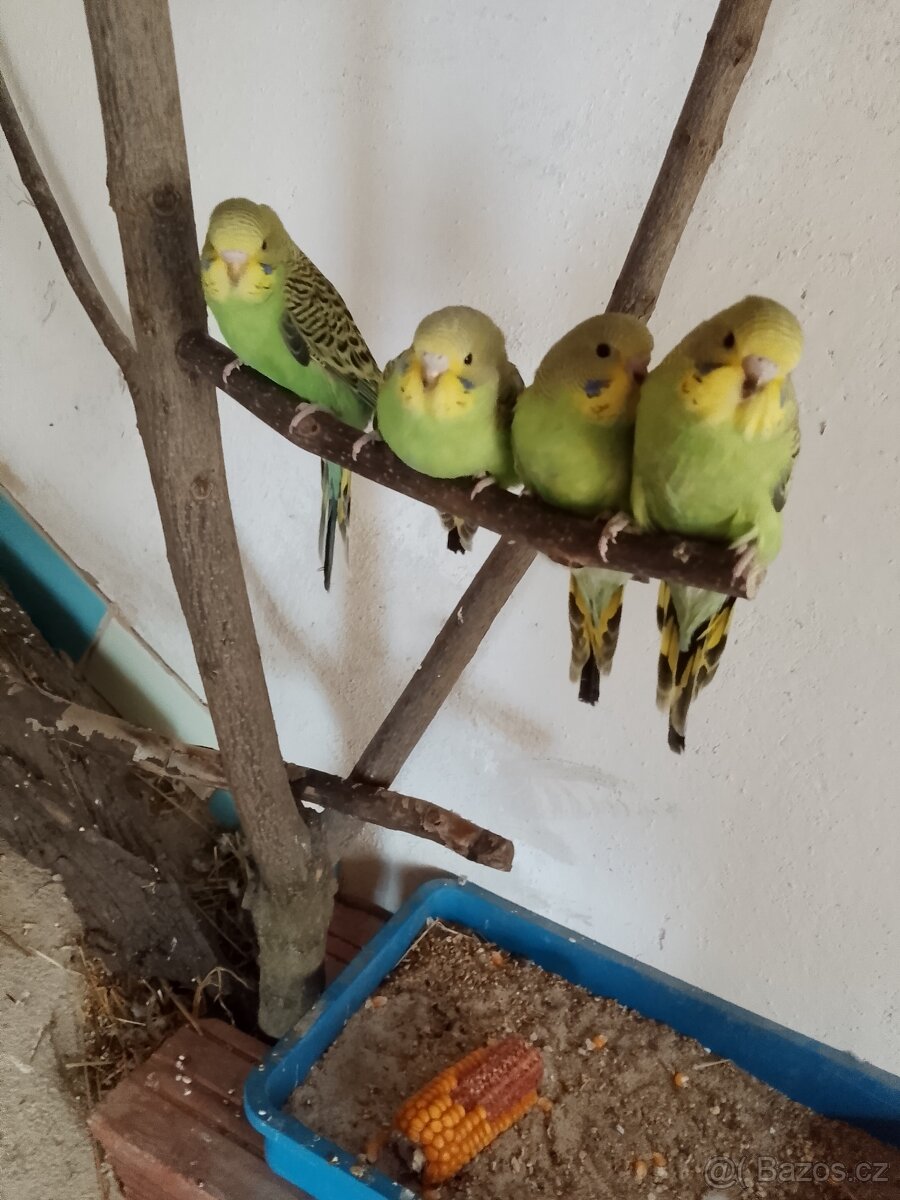 Prodám mladé andulky vlnkované - 2