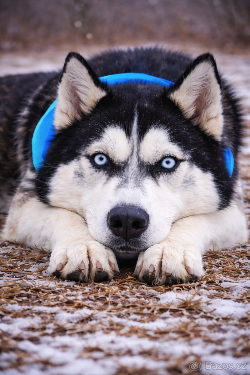 Puma hledá domov - 2