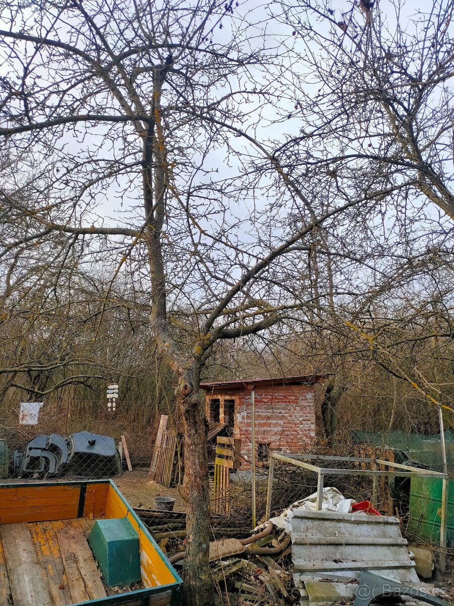 Dřevo zdarma za odvoz - 2