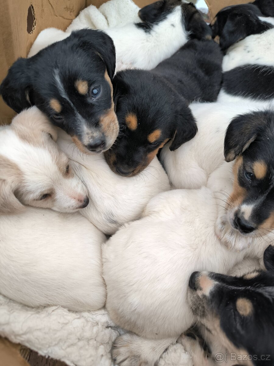 Štěňata - 2