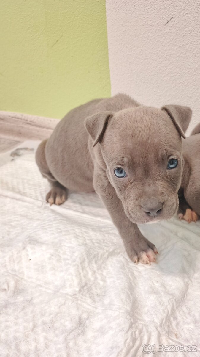 Stafordšírský bulteriér - 2