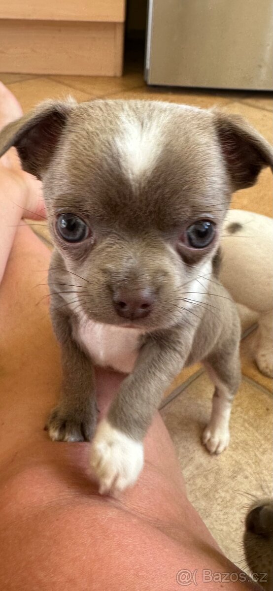 Čivava krátkosrstá - 2