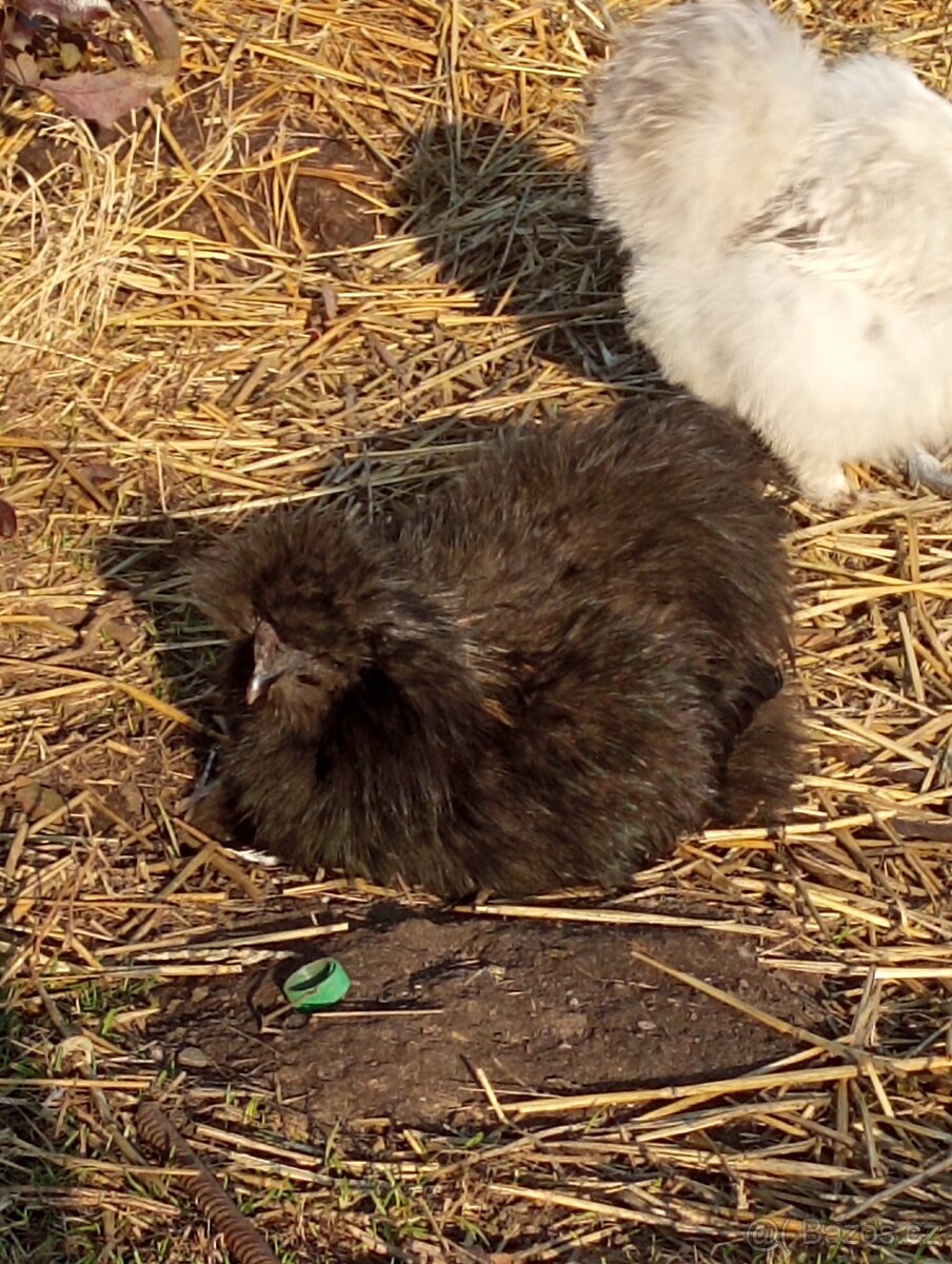 Kohoutek USA hedvabnicka - 2