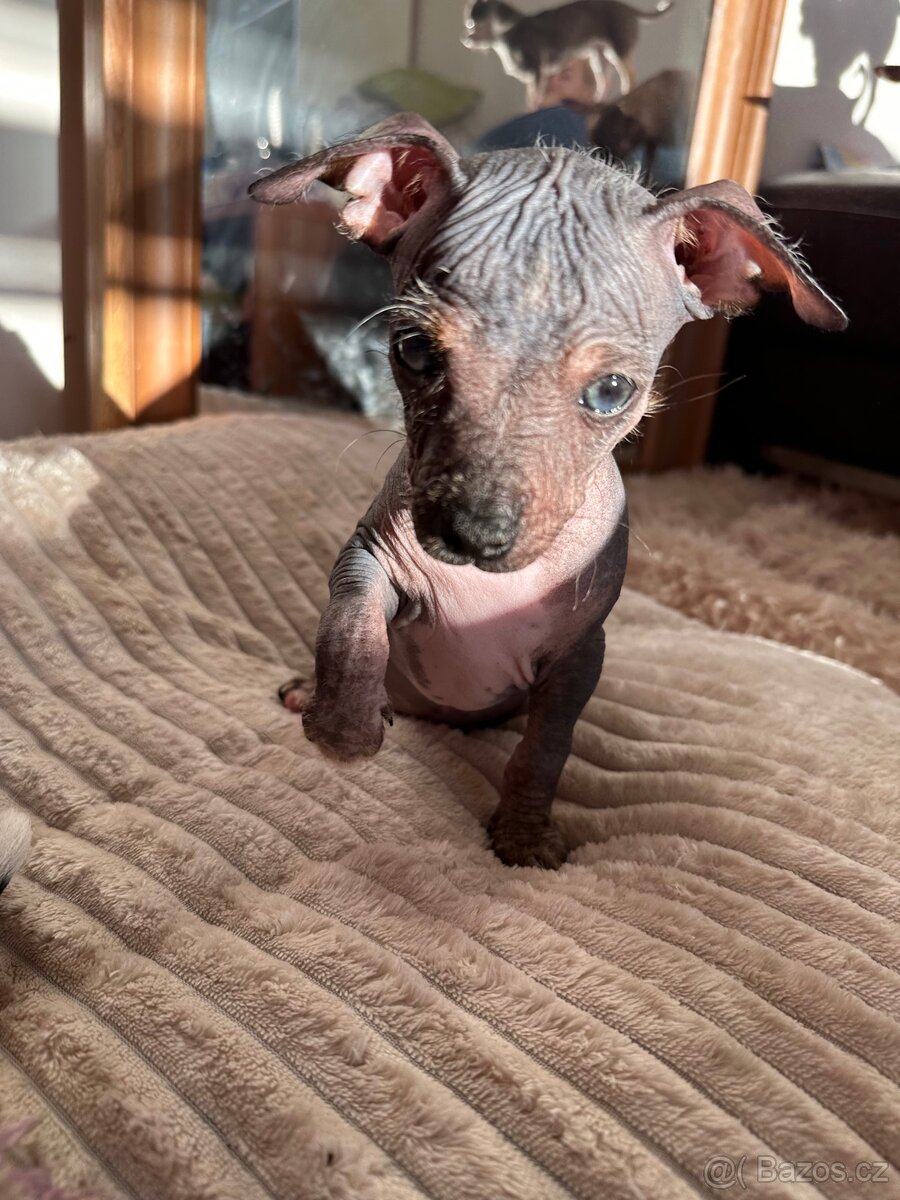 Hairless čivava - naháč - 2