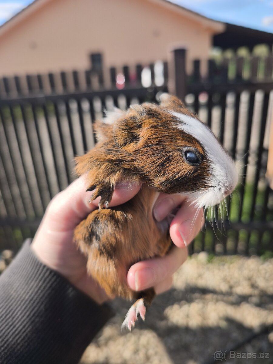 Prodám morčata - 2