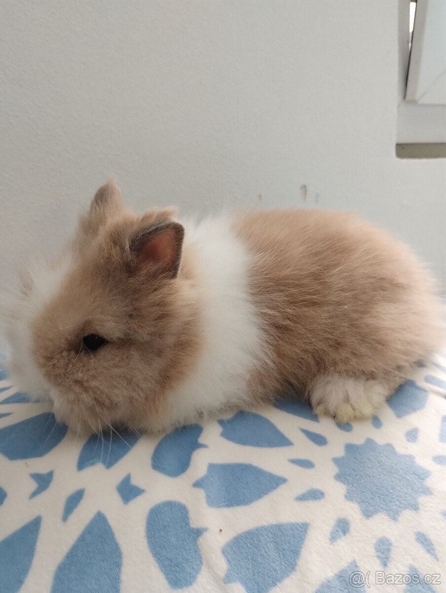 Prodám samečka zakrslého Teddy - 2